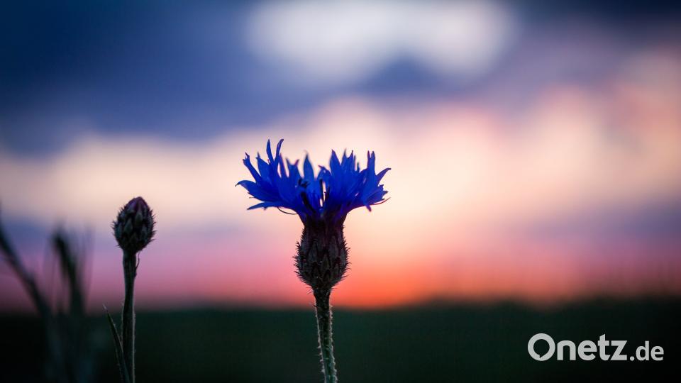 Die Oberpfalz im Sommer Petra Patocka