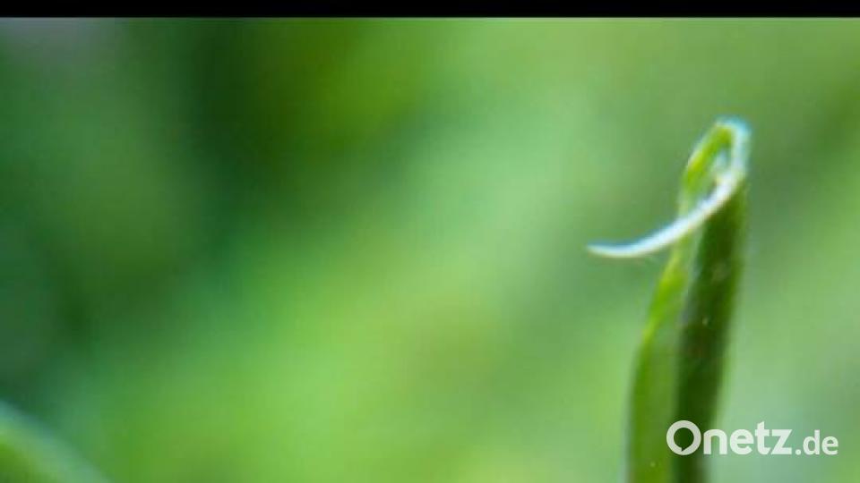 Die Oberpfalz im Sommer Pea Hase