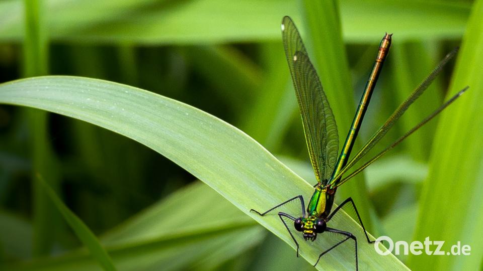 Die Oberpfalz im Sommer Petra Patocka