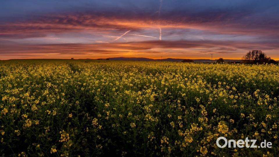 Die Oberpfalz im Sommer Petra Patocka