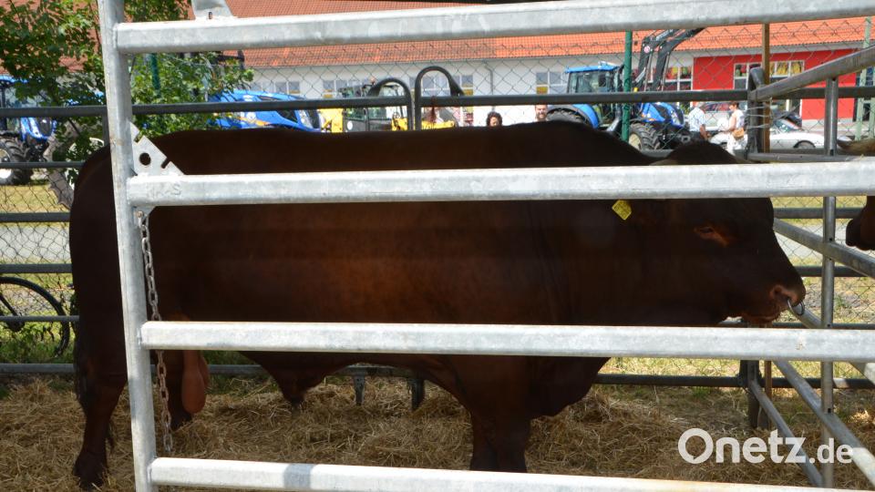 Bauernmarkt 2018 Foto: Elisabeth Dobmayer