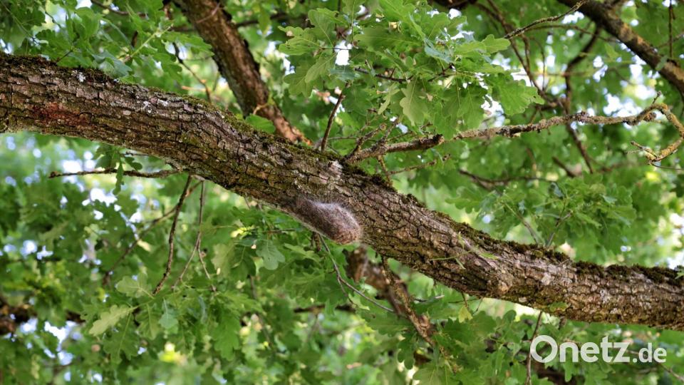 Ein Nest des Eichenprozessionsspinners in der Nähe von Aschach. Markus Raum