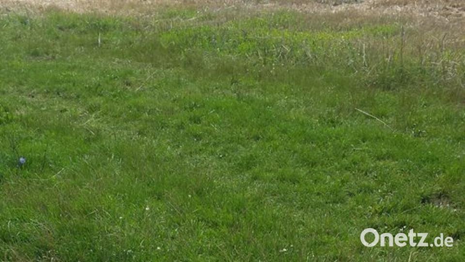 Tag des Hundes Alexandra Keller