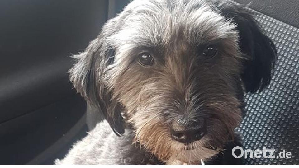 Tag des Hundes Bianca Zischka