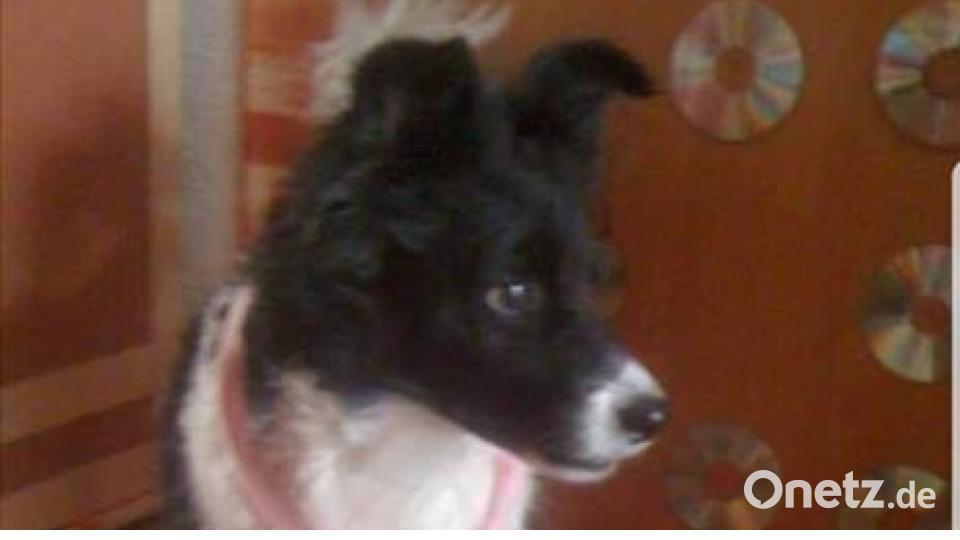 Tag des Hundes Andrea Gebhardt