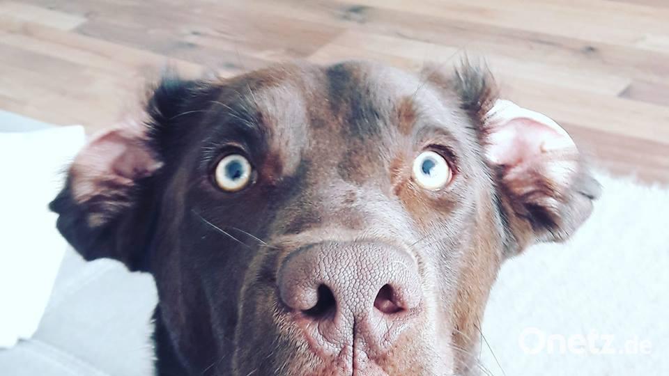 Tag des Hundes Anja Maria