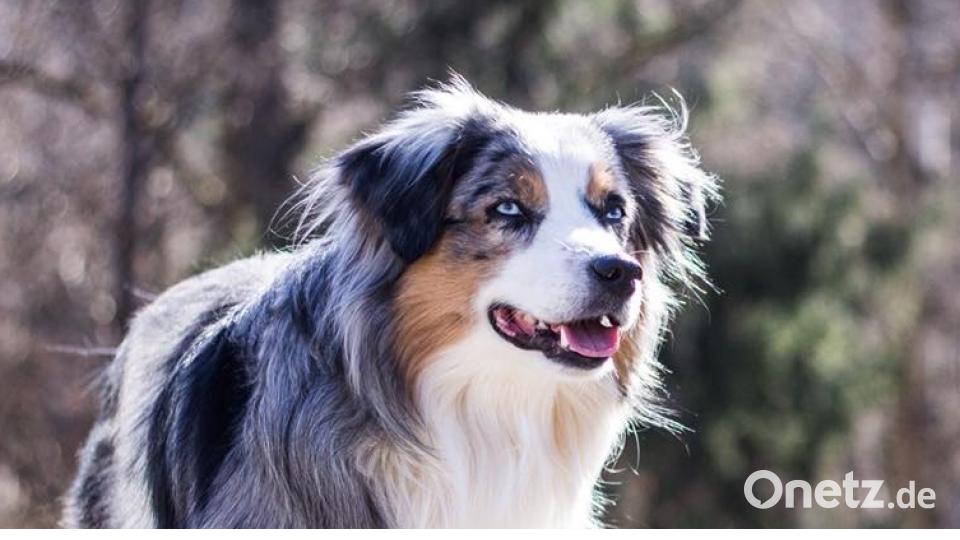 Tag des Hundes Daniela Seidel