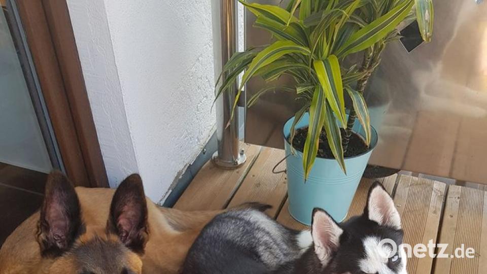 Tag des Hundes Dominik Fischer