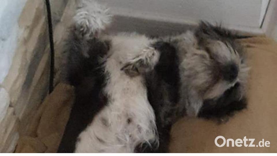 Tag des Hundes Digitaldesk [UAX] (alexander.unger@oberpfalzmedien.de)