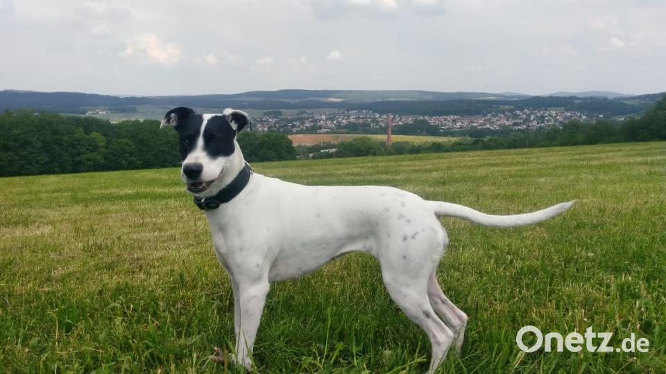 Tag des Hundes Marco Hering