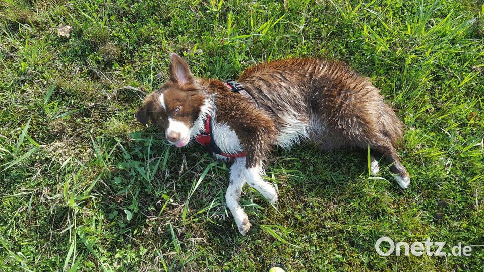 Tag des Hundes Digitaldesk [UAX] (alexander.unger@oberpfalzmedien.de)
