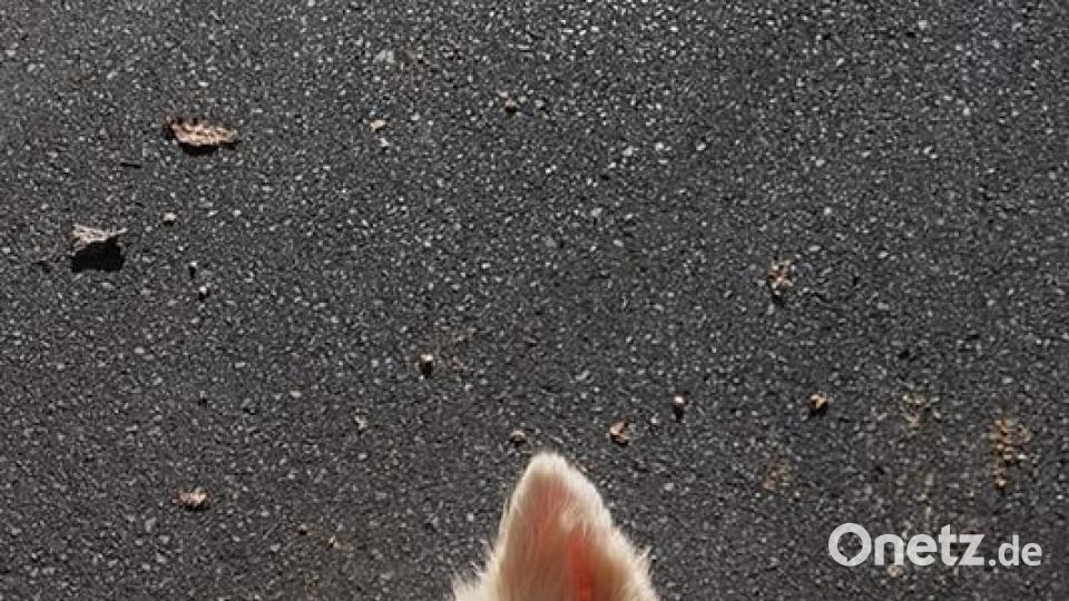 Tag des Hundes Detlef Bartonek