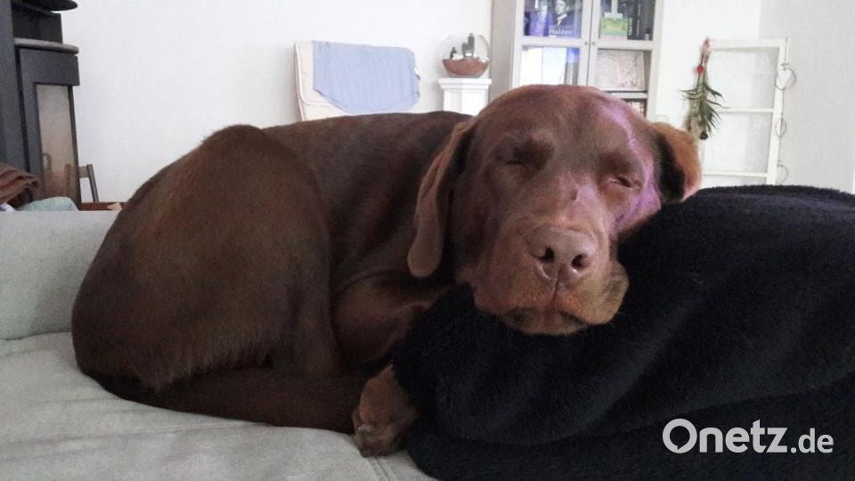 Tag des Hundes Da Alex