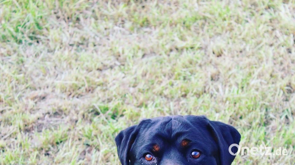 Tag des Hundes Robert Ulrich