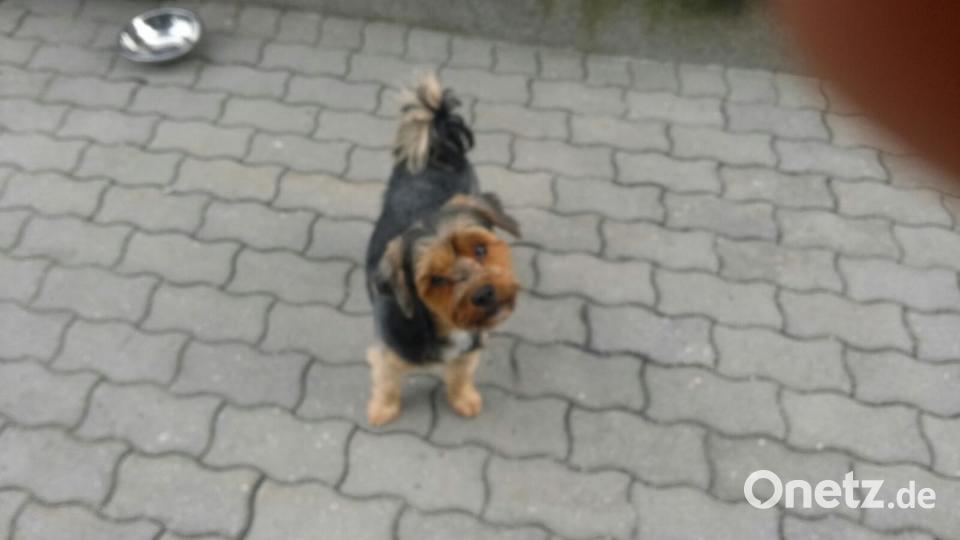 Tag des Hundes Sonja Reichl.