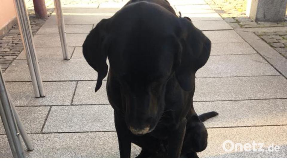 &lt;p&gt;Tag des Hundes&lt;/p&gt;
 Missy Lhu