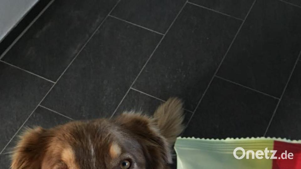 Tag des Hundes Sabrina Schmidde)