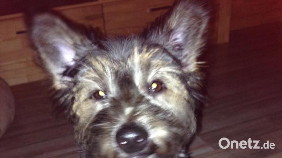 Tag des Hundes Bri Gi