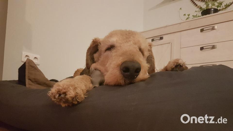 Tag des Hundes Michaela Wagner