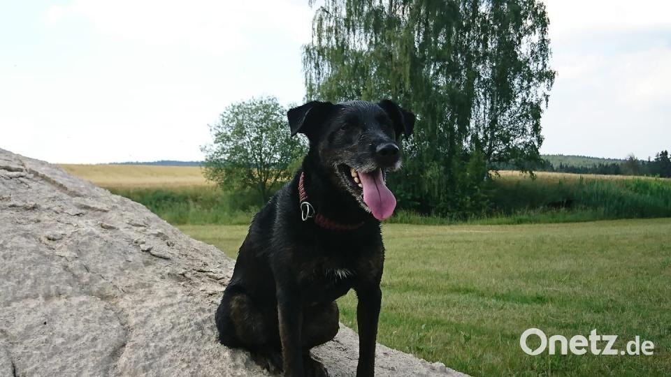 Tag des Hundes Monika Speckner