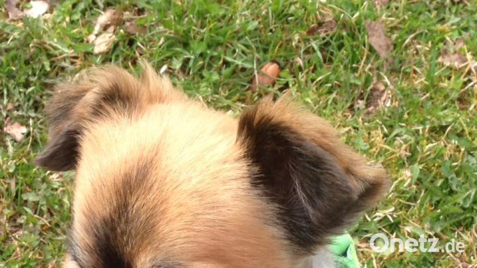 Tag des Hundes Jasmin Methe