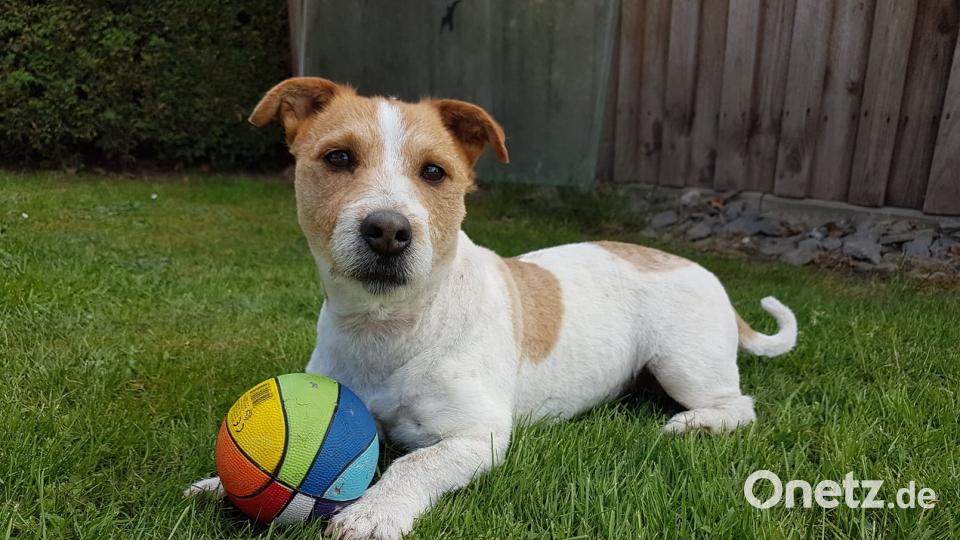 Tag des Hundes Bibbi Bibbsi Piehler