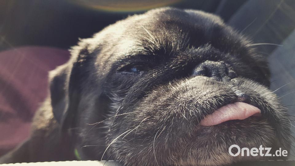 Tag des Hundes Katrin M