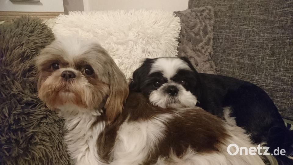 Tag des Hundes Sandra Spanl