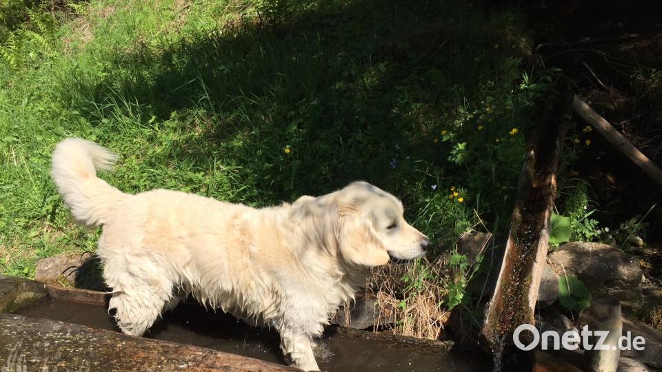 Tag des Hundes Bernhard H