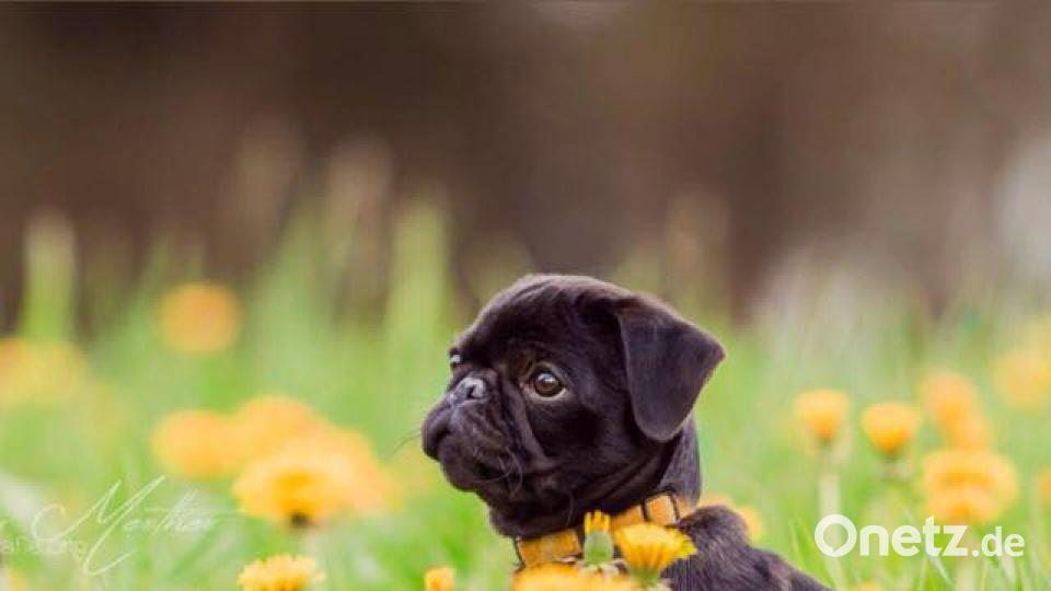 Tag des Hundes Corinna Völkl