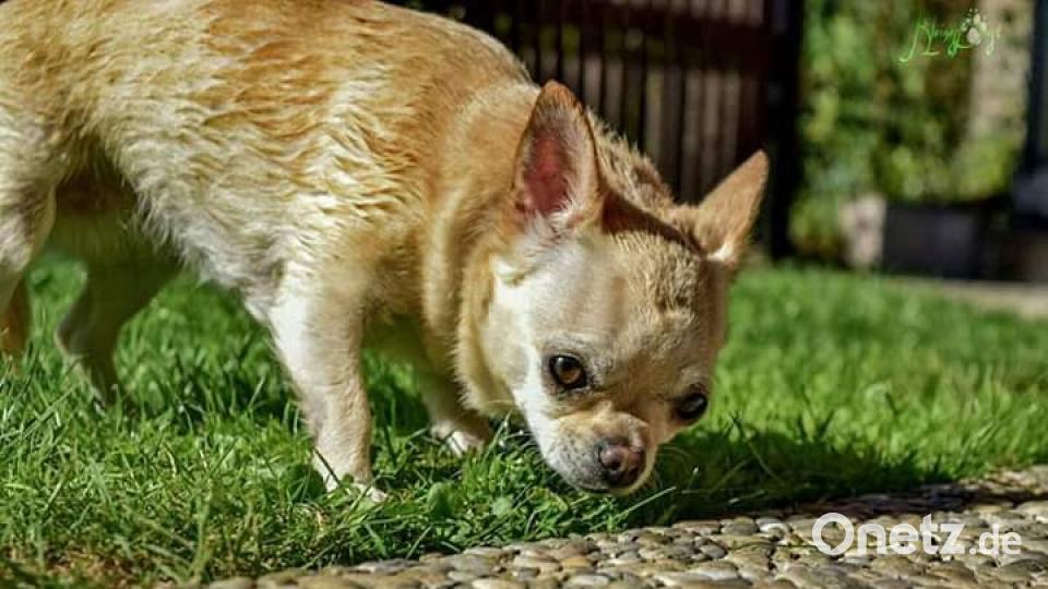 Tag des Hundes Stefanie Gollwitzer