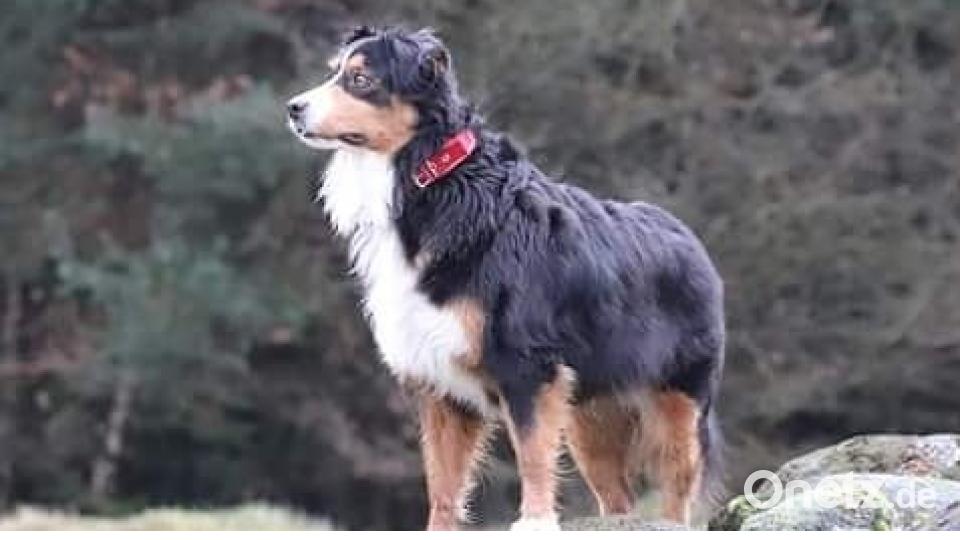 Tag des Hundes Benjamin K