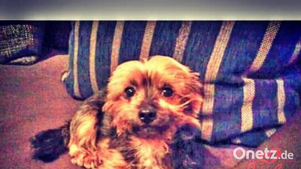 Tag des Hundes Sandra Sanny Wiendl