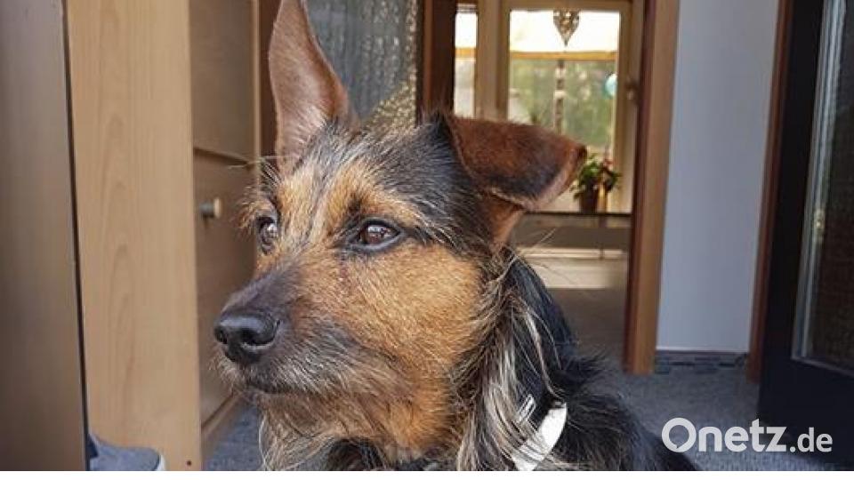 Tag des Hundes Julian Felser