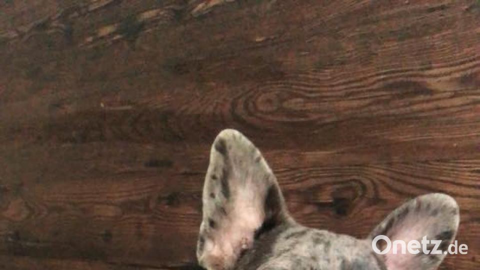 Tag des Hundes Maike van den Berg