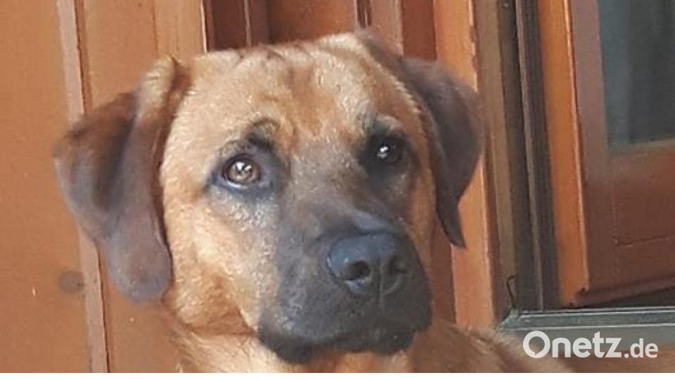 Tag des Hundes Michael Mike Stangl