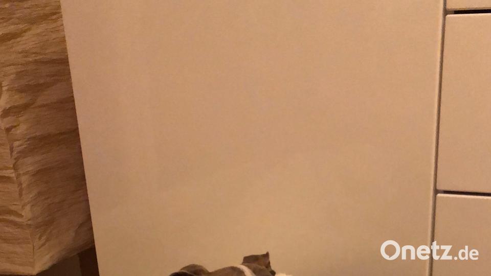 Tag des Hundes Jana K