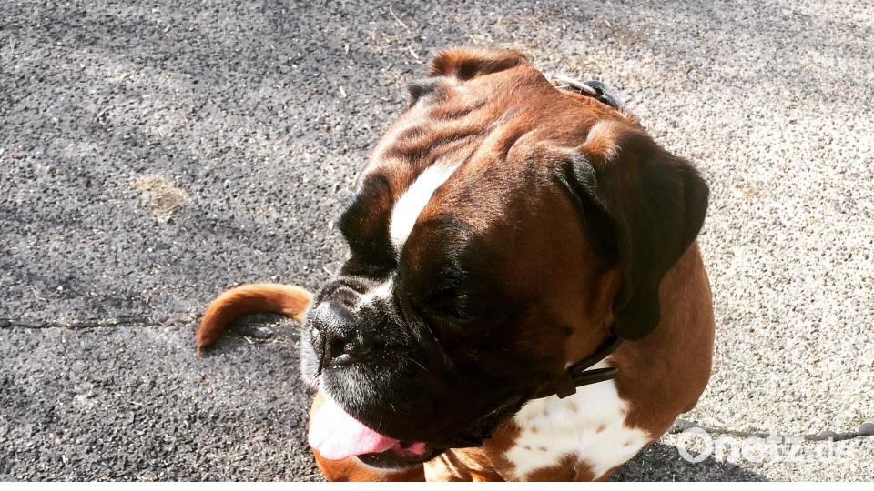 Tag des Hundes Michelle Chamczyk