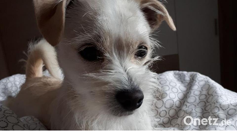 Tag des Hundes Steffi Götz