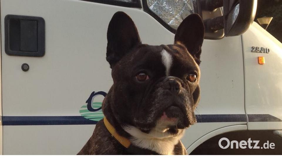 Tag des Hundes Lydia Schön