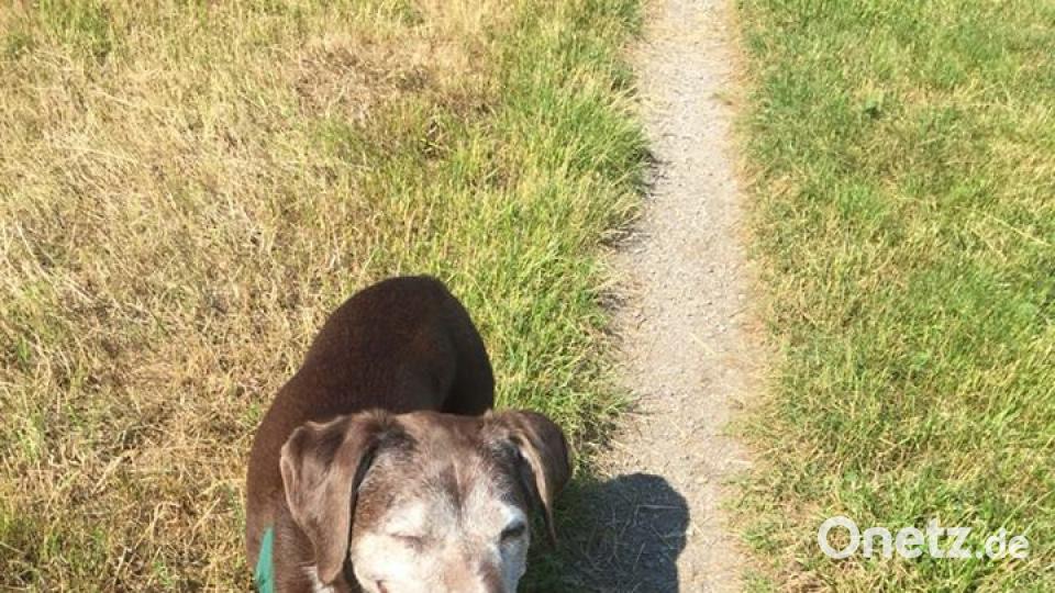 Tag des Hundes Kerstin Vollath