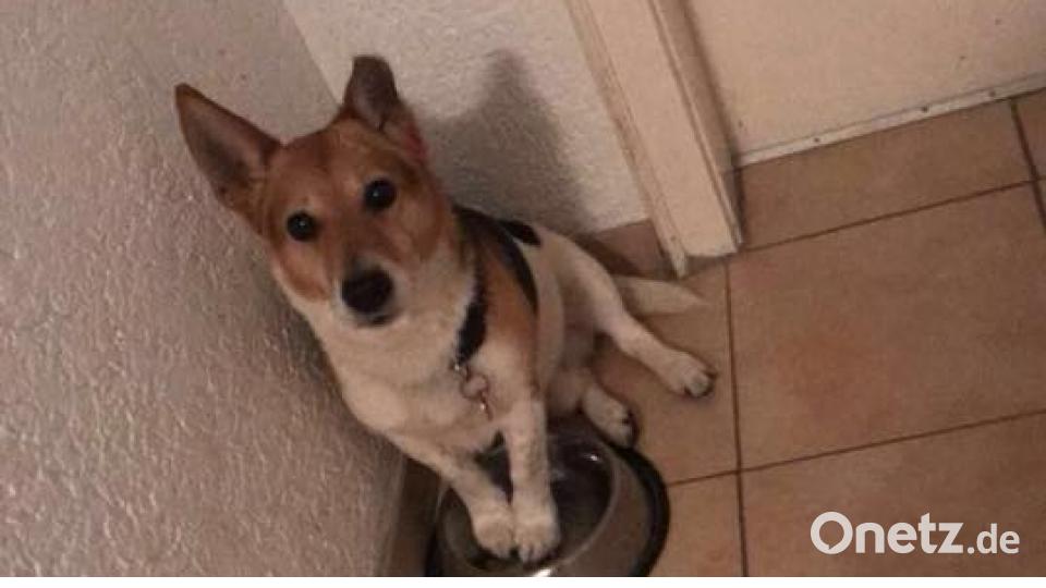 Tag des Hundes Niklas Oberle