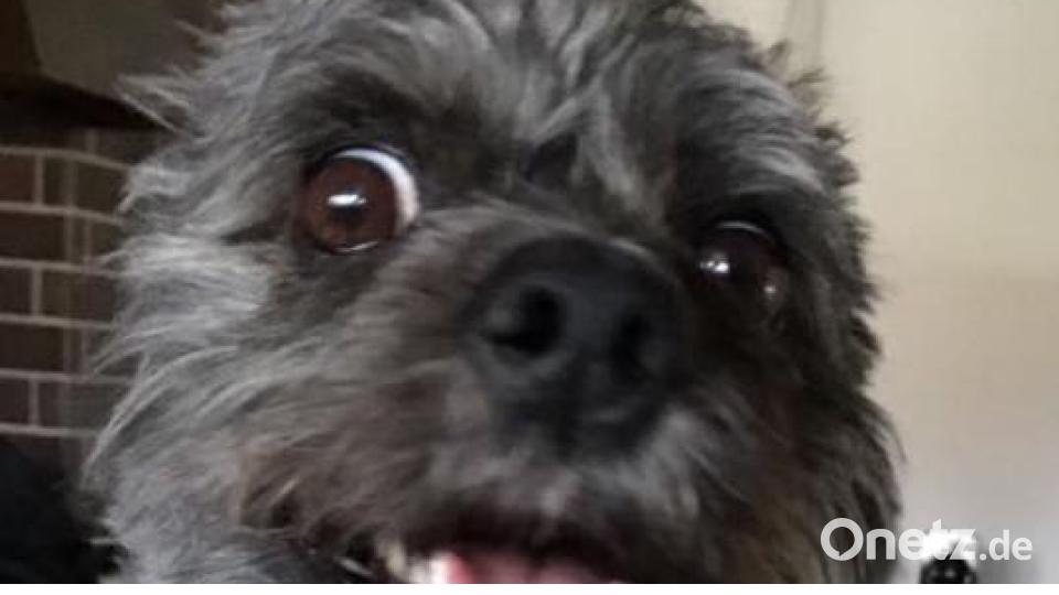 Tag des Hundes Angy Sitter