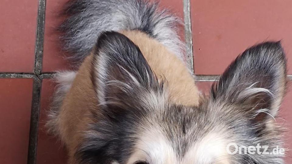 Tag des Hundes Marion Kerner