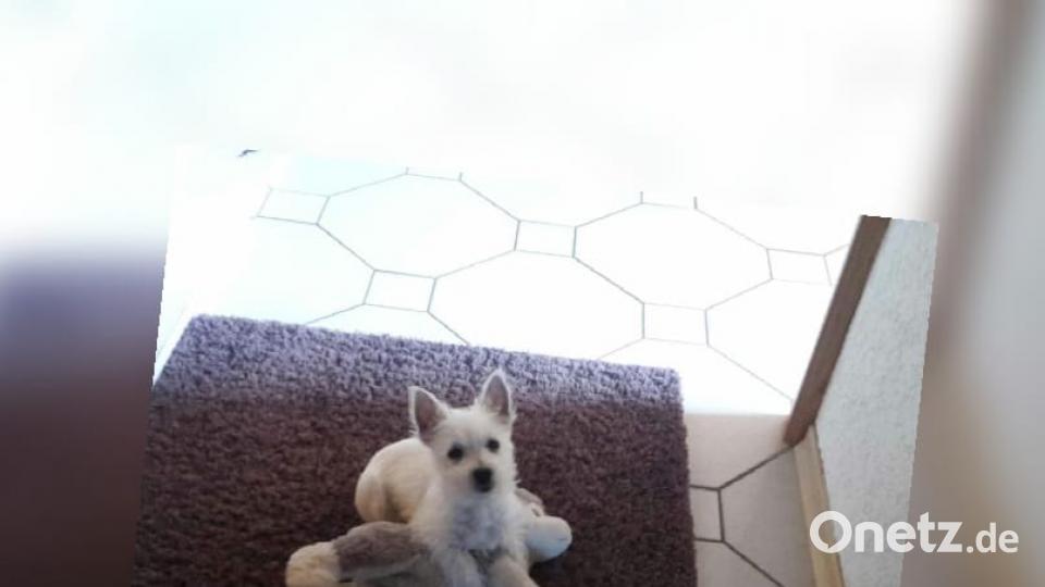 Tag des Hundes Kathi Ba