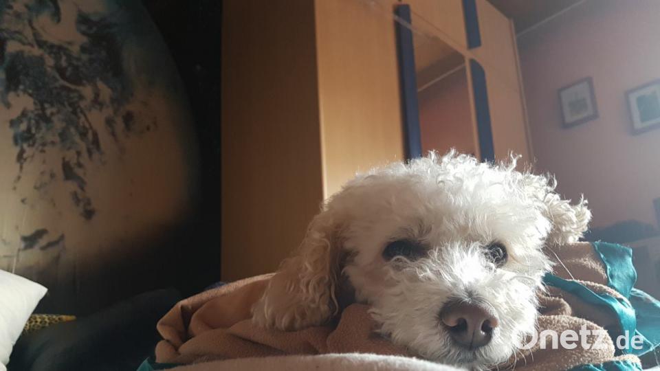 Tag des Hundes Kornelia Schmid