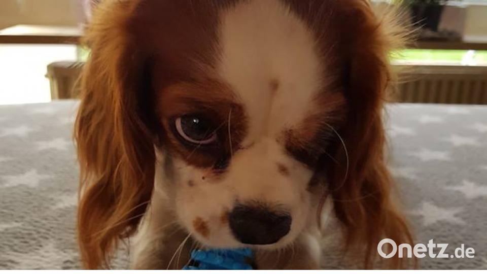 Tag des Hundes Matthias Ponader