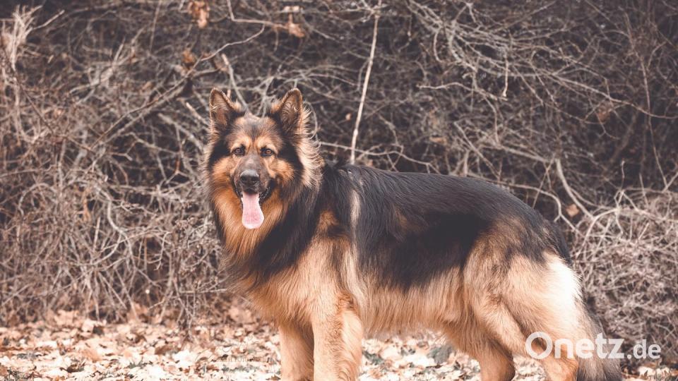 Tag des Hundes Kerstin Kracheel