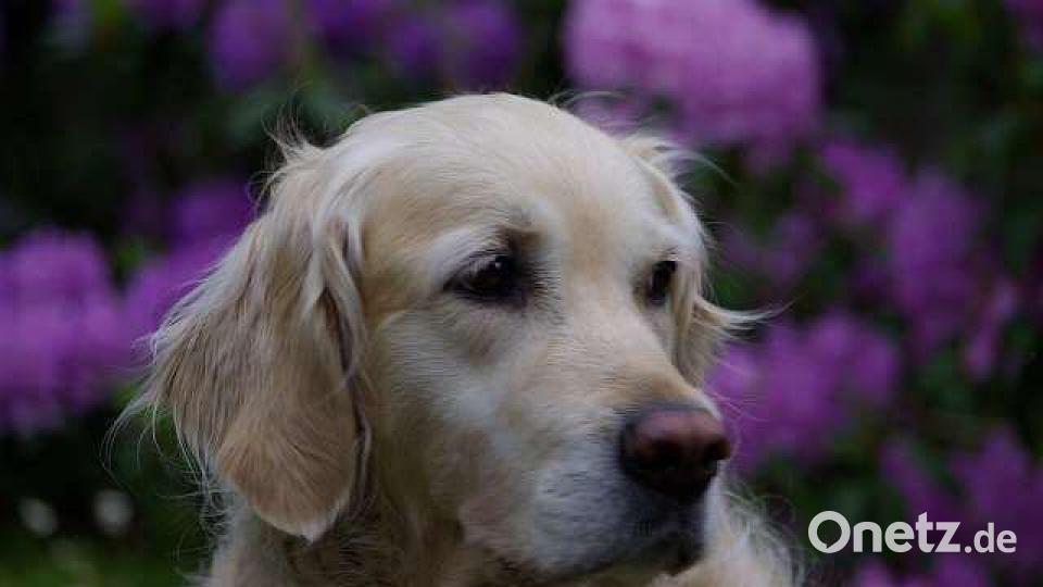 Tag des Hundes Heike Meier