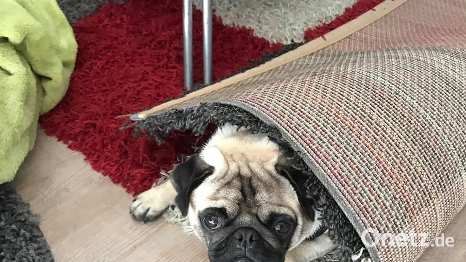 Tag des Hundes Lena Rauch